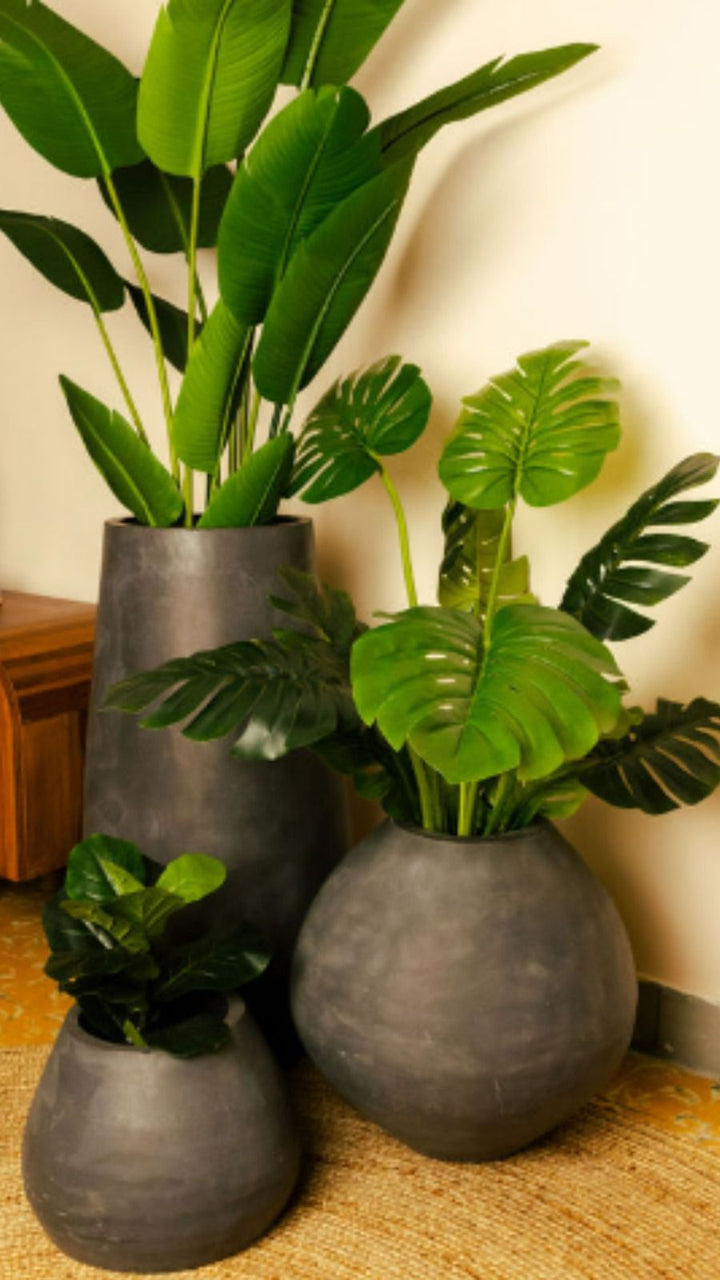Plants