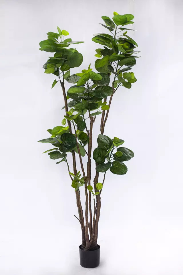 Artificial Aralia plant
