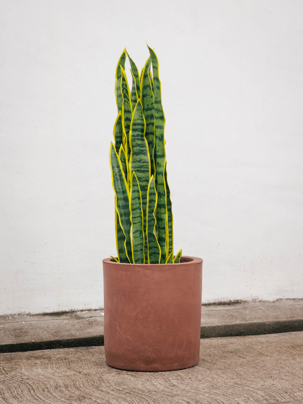 project 62 snake plant Artificial Snake Plant – Casa Mona Decor