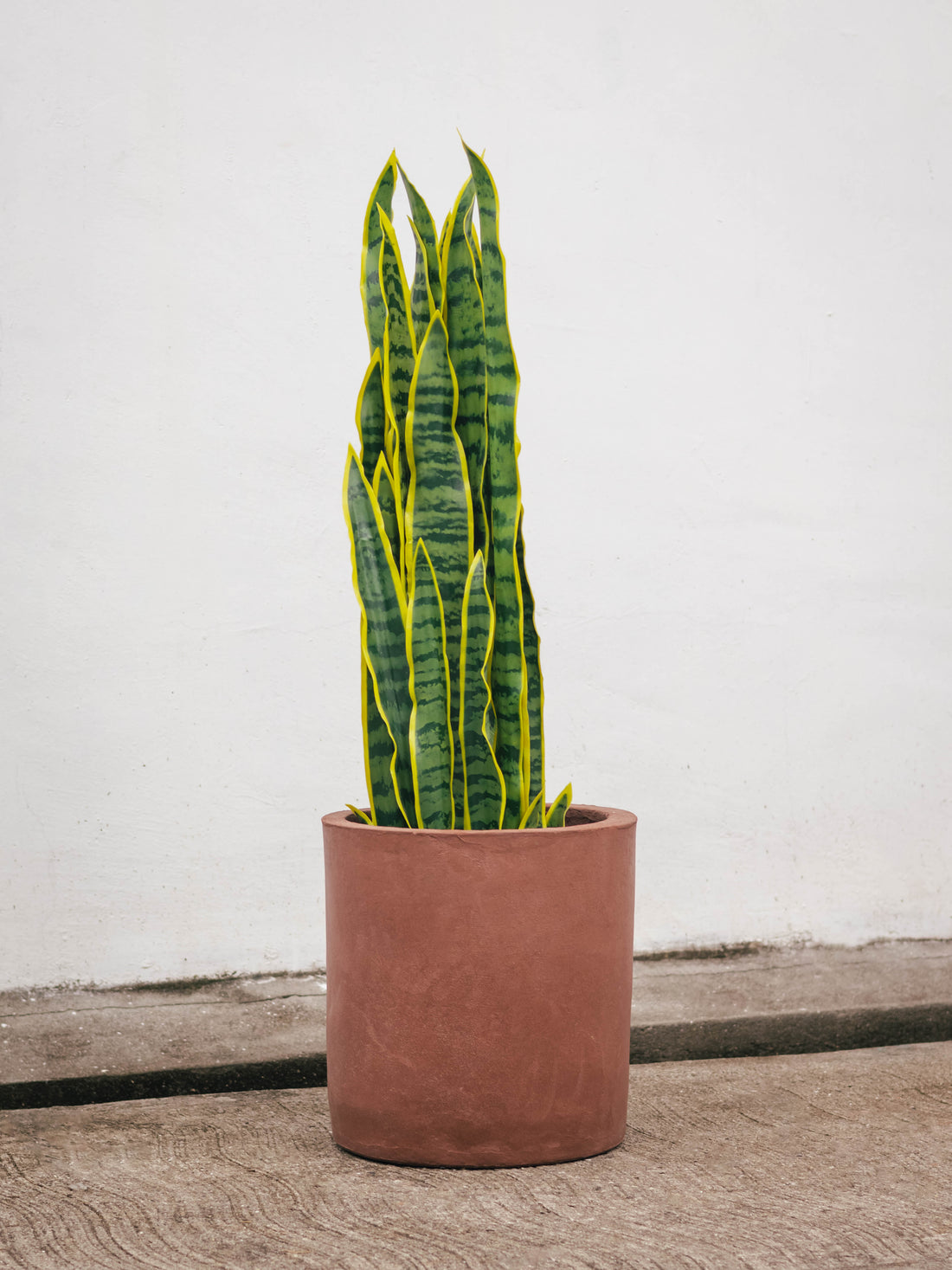 Artificial Snake Plant