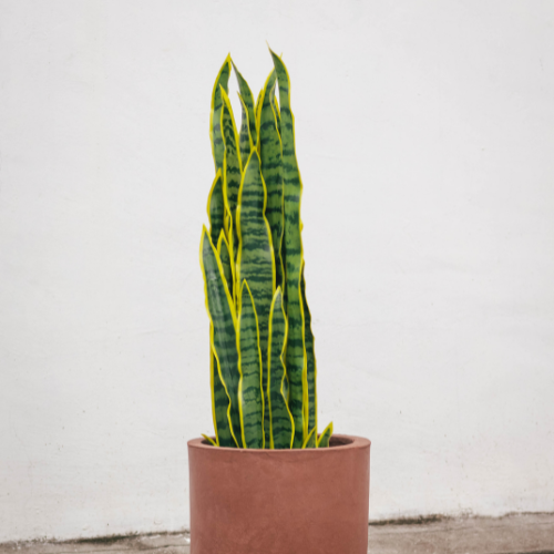 Artificial Snake Plant