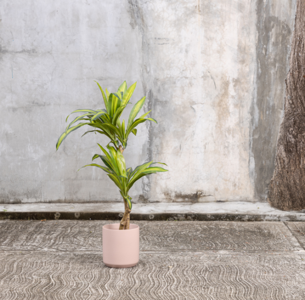 Planta Artificial Tronco del Brasil
