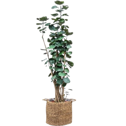 Artificial Aralia plant