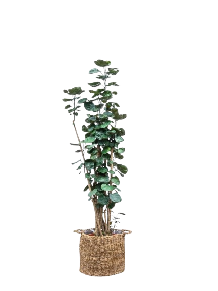 Planta artificial Aralia
