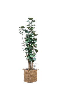 Planta artificial Aralia