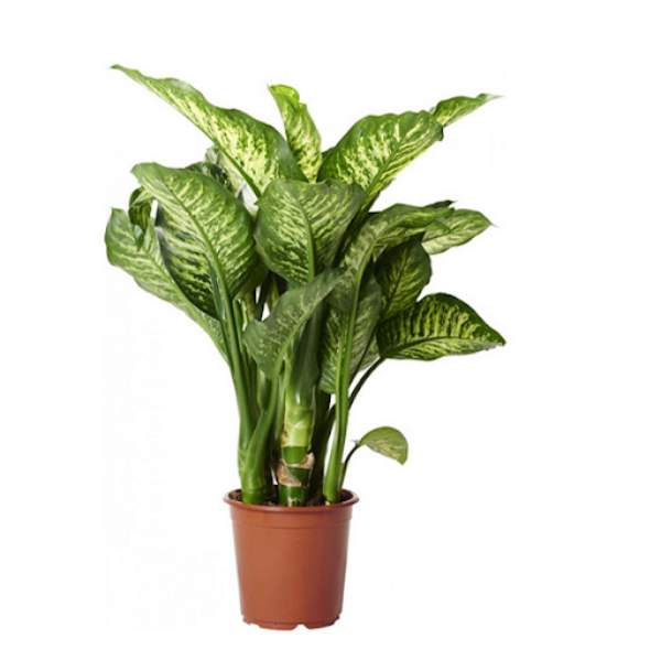 FICUS LIRA