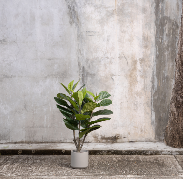 Artificial Ficus Plant