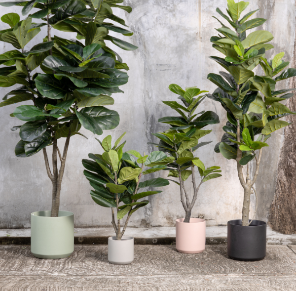 Artificial Ficus Plant