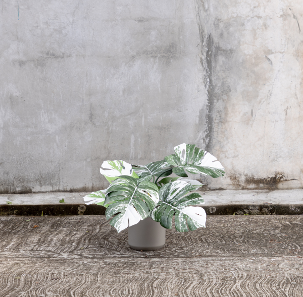 small artificial monstera plant Artificial White Monstera Plant Small – Casa Mona Decor